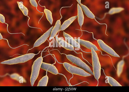 Leishmania SP. Protozoen, Computer Bild. Dieser Parasit verursacht die Tropenkrankheit Leishmaniose. Dies dauert mehrere Formen, offene Wunden auf der Haut oder potenziell tödliche Leberschäden verursachen. Es wird durch die Bisse von infizierten Sandmücken übertragen. Stockfoto