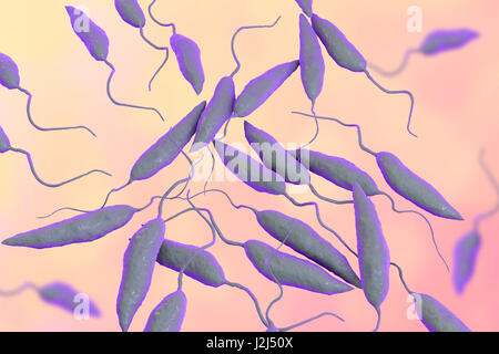 Leishmania SP. Protozoen, Computer Bild. Dieser Parasit verursacht die Tropenkrankheit Leishmaniose. Dies dauert mehrere Formen, offene Wunden auf der Haut oder potenziell tödliche Leberschäden verursachen. Es wird durch die Bisse von infizierten Sandmücken übertragen. Stockfoto