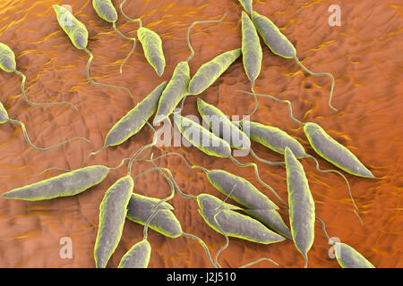 Leishmania SP. Protozoen, Computer Bild. Dieser Parasit verursacht die Tropenkrankheit Leishmaniose. Dies dauert mehrere Formen, offene Wunden auf der Haut oder potenziell tödliche Leberschäden verursachen. Es wird durch die Bisse von infizierten Sandmücken übertragen. Stockfoto