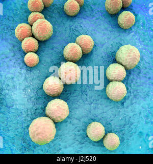 Streptococcus Mutans Bakterien, Computer Bild. Dies sind gram-positive, nicht bewegliche, kugelförmige Bakterien (Kokken) bilden in der Regel Ketten von Zellen (wie hier zu sehen). Streptococcus Mutans findet sich in der Mundhöhle. Es ist eines der wichtigsten bacter Stockfoto