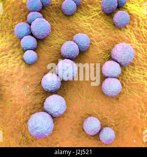 Streptococcus Mutans Bakterien, Computer Bild. Dies sind gram-positive, nicht bewegliche, kugelförmige Bakterien (Kokken) bilden in der Regel Ketten von Zellen (wie hier zu sehen). Streptococcus Mutans findet sich in der Mundhöhle. Es ist eines der wichtigsten bacter Stockfoto