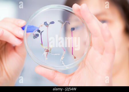 Weiblicher Wissenschaftler untersuchen Pflanzen in einer Petrischale hautnah. Stockfoto