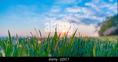 Wassertropfen auf dem grünen Rasen. Stockfoto