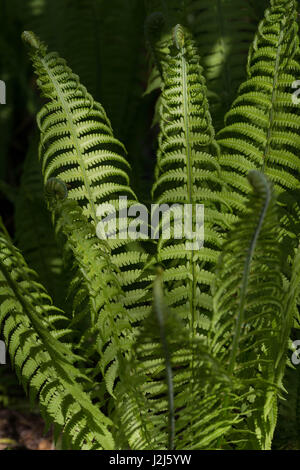 Strauß-Farn Stockfoto