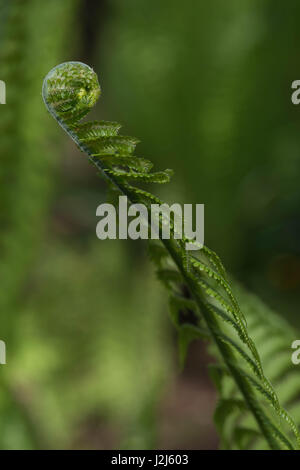 Strauß-Farn Stockfoto