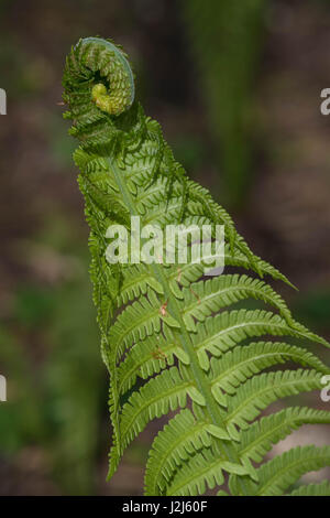 Strauß-Farn Stockfoto