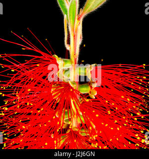 Makro-Porträt einer blühenden Pflanze Bottlebrush Stockfoto
