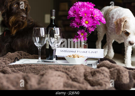 Ein Willkommensgeschenk nach Hause mit Wein und Snacks und der Hund der Familie. Stockfoto