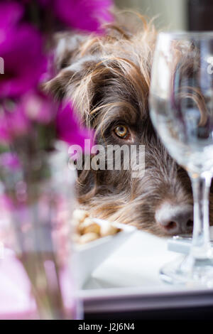 Ein Willkommensgeschenk nach Hause mit Wein und Snacks und der Hund der Familie. Stockfoto