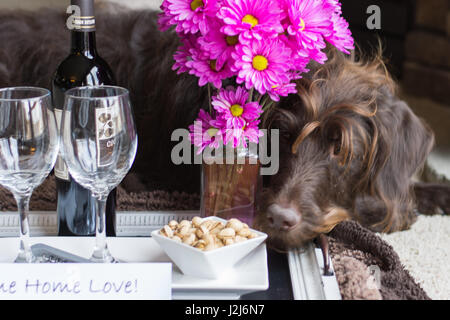 Ein Willkommensgeschenk nach Hause mit Wein und Snacks und der Hund der Familie. Stockfoto