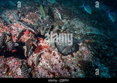 Schwarm von Flecken-Zackenbarsch (Zackenbarsch) (Zackenbarsch) isst ein Seeigel, Dermatolepis Ineremis Funktionsanalyse, Black blotched Stingray, Taeniura Meyeri, Cocos Island, Costa Rica Stockfoto