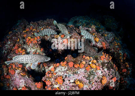 Schwarm von Flecken-Zackenbarsch (Zackenbarsch) isst ein Seeigel, Dermatolepis Ineremis Funktionsanalyse, Black blotched Stingray, Taeniura Meyeri, Cocos Island, Costa Rica Stockfoto