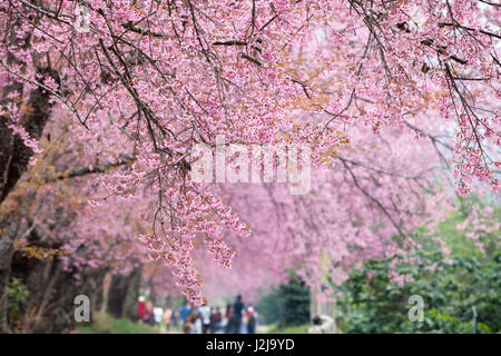 Kirschblüte Weg in Khun Wang Chiang Mai, Thailand. Stockfoto