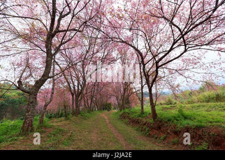 Kirschblüte Weg in Khun Wang Chiang Mai, Thailand. Stockfoto