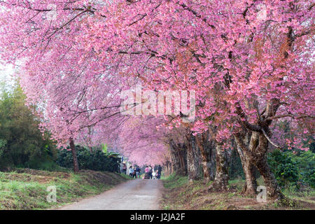 Kirschblüte Weg in Khun Wang Chiang Mai, Thailand. Stockfoto