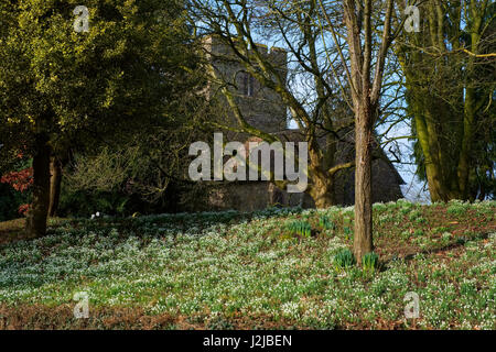 Anzeige der Schneeglöckchen auf dem Friedhof bei St. Peter, Lacy Stanton, Shropshire. Stockfoto