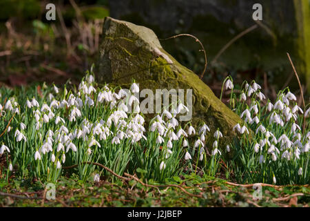 Schneeglöckchen unter den Grabsteinen in St.-Peter Kirche, Lacy Stanton, Shropshire. Stockfoto