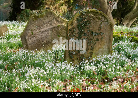 Schneeglöckchen unter den Grabsteinen in St.-Peter Kirche, Lacy Stanton, Shropshire. Stockfoto