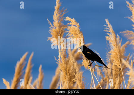 USA, Washington, Walla Walla County. McNary National Wildlife Refuge, Ravenna Grass, auch bekannt als Pampasgras. Stockfoto