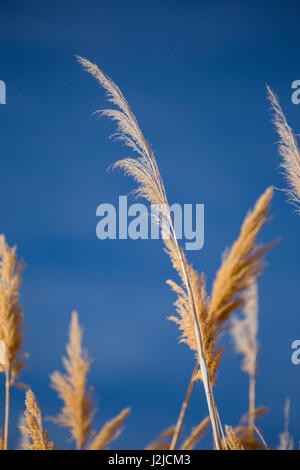 USA, Washington State, Walla Walla County. McNary National Wildlife Refuge, Ravenna Grass, Pampasgras. Stockfoto