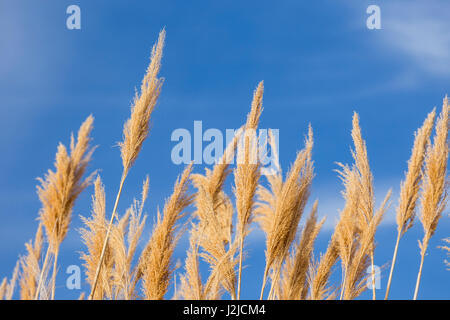 USA, Washington State, Walla Walla County. McNary National Wildlife Refuge, Ravenna Grass, Pampasgras. Stockfoto