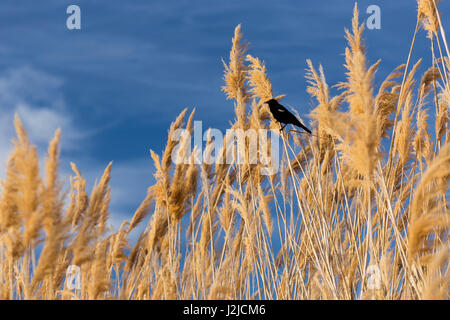 USA, Washington State, Walla Walla County. McNary National Wildlife Refuge, Rotschulterstärling Ravenna Gras (Pampasgras). Stockfoto