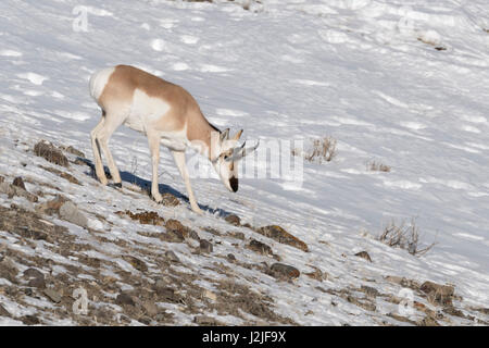 Pronghorn Antilope / Gabelbock / Gabelantilope (Antilocapra Americana) im Winter zu Fuß auf einem felsigen Hügel, Seaching für Lebensmittel, Yellowstone NP, Stockfoto