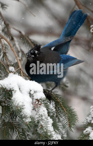 Steller's Jay / Diademhaeher (Cyanocitta Stelleri) im Winter bei Schneefall, thront in einem Nadelbaum-Baum zeigt seine wunderschönen Schwanzfedern, Wyomin Stockfoto