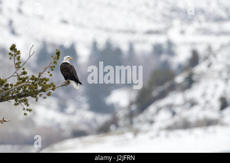 Weißkopf-Seeadler / American Eagle / Weisskopfseeadler (Haliaeetus Leucocephalus), thront auf einem Baum, hoch über Schnee bedeckt Yellowstone Valley, Montana, Stockfoto