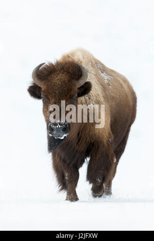 Amerikanischer Bison / Bison (Bison Bison) im Winter, erwachsenes Weibchen läuft direkt auf die Fotografen, Vorderansicht, Yellowstone Bereich, Wyoming, USA Stockfoto