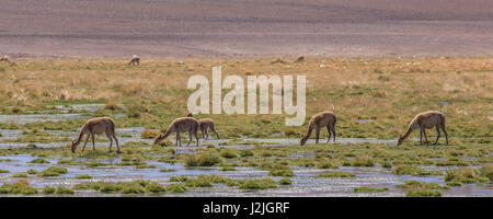 Vikunjas (Vicugna Vicugna) Weiden auf dem Altiplano nördlich von San Pedro de Atacama in der Nähe der Putana Fluss in Nord-Chile, Südamerika Stockfoto