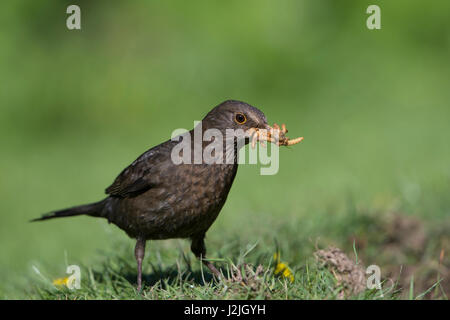 Eine weibliche Amsel (Turdus Merula) mit einem Schnabel voller Mehlwürmer für junge, Hastings, East Sussex, UK Stockfoto