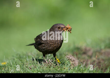 Eine weibliche Amsel (Turdus Merula) mit einem Schnabel voller Mehlwürmer für junge, Hastings, East Sussex, UK Stockfoto