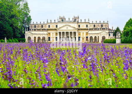 Villa Pisani lila Blumen Wiese Venedig Provinz Riviera del Brenta - Villen - Gebiet Venetien Italien Stockfoto