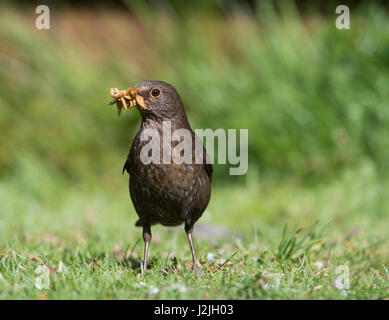 Eine weibliche Amsel (Turdus Merula) mit einem Schnabel voller Mehlwürmer für junge, Hastings, East Sussex, UK Stockfoto