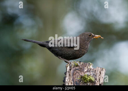 Eine weibliche Amsel (Turdus Merula) mit einem Schnabel voller Mehlwürmer für junge, Hastings, East Sussex, UK Stockfoto