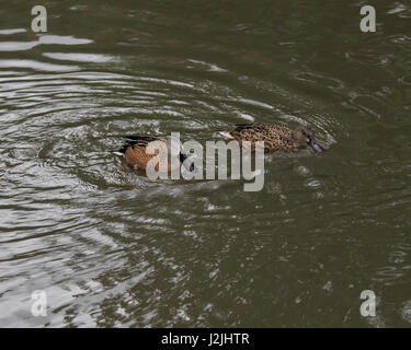 Ein paar rote oder argentinischen Löffelente Enten Stockfoto