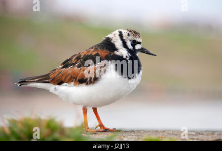 Ruddy Steinwälzer, Arenaria Interpres, auf der Suche nach Nahrung auf den Deich in Whitby, Yorkshire, im April. Stockfoto