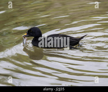 Gemeinsamen Scoter (Melanitta Nigra) auf See Stockfoto