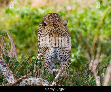 Leopard versteckt sich im Gras. Nahaufnahme. Nationalpark. Kenia. Tansania. Maasai Mara. Serengeti. Stockfoto