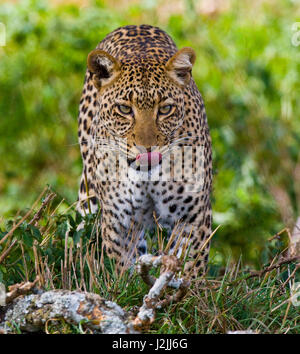 Leopard versteckt sich im Gras. Nahaufnahme. Nationalpark. Kenia. Tansania. Maasai Mara. Serengeti. Stockfoto