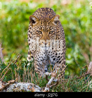 Leopard versteckt sich im Gras. Nahaufnahme. Nationalpark. Kenia. Tansania. Maasai Mara. Serengeti. Stockfoto