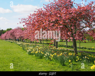 Rosa Blüte auf die ornamentale Kirschbäume (Prunus) im Stray, Harrogate, North Yorkshire, mit blauem Himmel, an einem sonnigen Frühlingstag im April. Stockfoto