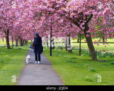 Eine Dame geht ihr Hund durch die rosa Kirschblüte auf Prunus Bäumen im Frühjahr auf The Stray in Harrogate, North Yorkshire, England, Stockfoto
