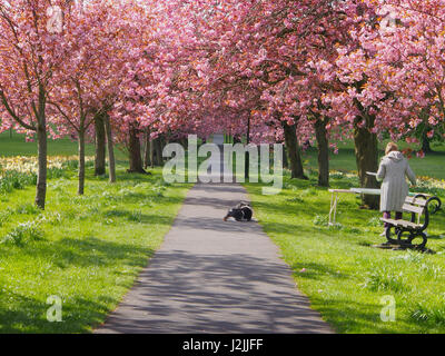 Kirschblüte auf Prunus Bäumen im Frühjahr auf The Stray in Harrogate, North Yorkshire, England, an einem sonnigen Tag. Die Dame ist die Szene malen. Stockfoto