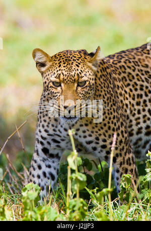 Leopard versteckt sich im Gras. Nahaufnahme. Nationalpark. Kenia. Tansania. Maasai Mara. Serengeti. Stockfoto