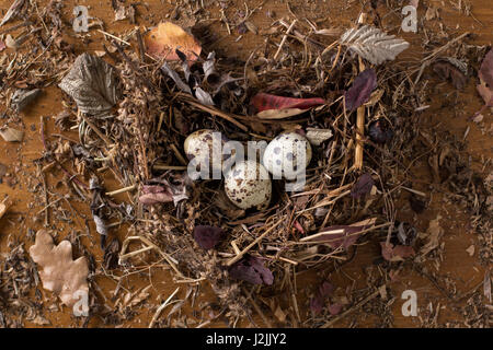 Wachteleier in einem Nest auf einem hölzernen Hintergrund. Drei Eiern im Nest. Stockfoto