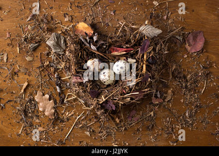 Wachteleier in einem Nest auf einem hölzernen Hintergrund. Drei Eiern im Nest. Stockfoto