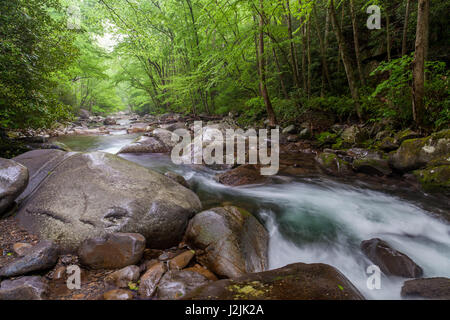 Dies ist ein Bild stromabwärts am Big Creek in der Nähe von Maus Creek Falls.  Big Creek fließt ostwärts durch den nordwestlichen Teil von der Great Smoky Mountain National Park, mit seinem Oberlauf in der Nähe von Inadu-Regler. Stockfoto