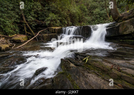 Wildcat Creek liegt in Rabun County im Norden Georgiens.  Es fließt in der Regel West nach Ost, mündet in Lake Burton entlang der westlichen Seite.  Es gibt einen gut entwickelter Campingplatz entlang Wildcat Creek Road, die den Zugang zu den Creek in diesem Bereich ist.  Es ist jährlich mit Regenbogenforellen bestückt und ist sehr beliebt bei Fischer. Stockfoto